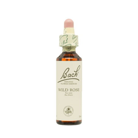 Bach n 37 wild rose 20ml rosa silvestre