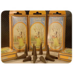 Conos aloe vera radhe shyam